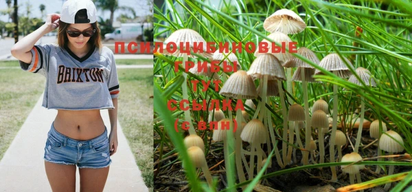 гашик Вязьма